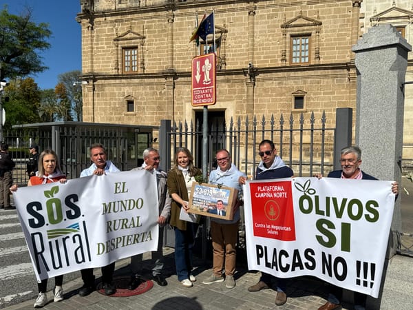 SOS Rural y Campiña Norte exigen a la Junta el fin de la tala de olivos centenarios y una ley de protección del suelo agrícola
